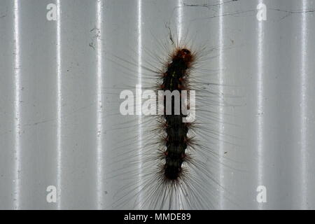 White Cedar motte Caterpillar, Leptocneria reducta Stockfoto