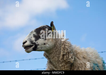 Schafe vor blauem Himmel in North Yorkshire, England, Großbritannien Stockfoto