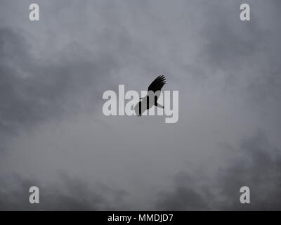 Truthahngeier (Cathartes Aura) im Flug Silhouette, Washington State, USA Stockfoto