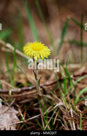 Eine kleine gelbe Blume bricht durch trockenes Laub. Stockfoto