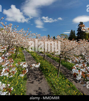 Der Kirschgarten in voller Blüte im Garten, Alnwick Alnwick, Northumberland, North East England, England, Vereinigtes Königreich Stockfoto