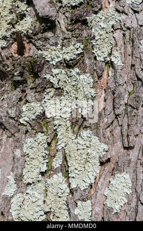 Gemeinsame Greenshield Flechten (Flavoparmelia caperata), eine foliose Flechten, wachsen auf einem Baumstamm in Großbritannien. Stockfoto