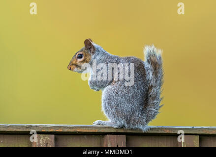 Östlichen Grauhörnchen (Sciurus carolinensis) sitzt auf einem Zaun im Frühjahr in West Sussex, England, UK. Östlichen Grauen Eichhörnchen. Stockfoto