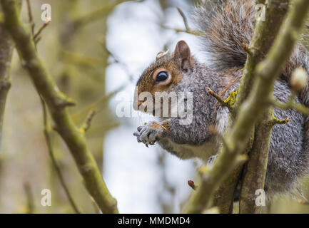Östlichen Grauhörnchen (Sciurus carolinensis) sitzen auf dem Baum essen eine Mutter im Frühjahr in West Sussex, England, UK. Östlichen Grauen Eichhörnchen. Stockfoto