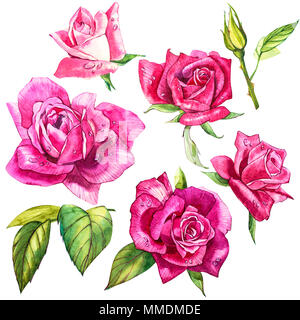 Set aquarell Elemente von Rosen. Sammlung Garten rosa Blüten, Blätter, Zweige. Botanischer Illustration auf weißem Hintergrund. Bud von Rosen. Stockfoto