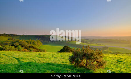 Toter Baum gegen Sonnenuntergang auf alten Winchester Hill, South Downs, Hampshire, UK Silhouette Stockfoto