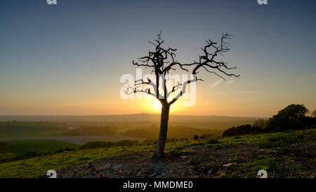 Toter Baum gegen Sonnenuntergang auf alten Winchester Hill, South Downs, Hampshire, UK Silhouette Stockfoto