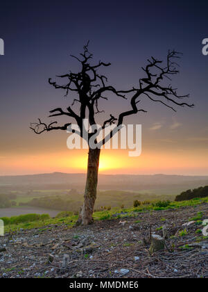 Toter Baum gegen Sonnenuntergang auf alten Winchester Hill, South Downs, Hampshire, UK Silhouette Stockfoto