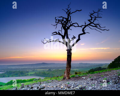 Toter Baum gegen Sonnenuntergang auf alten Winchester Hill, South Downs, Hampshire, UK Silhouette Stockfoto