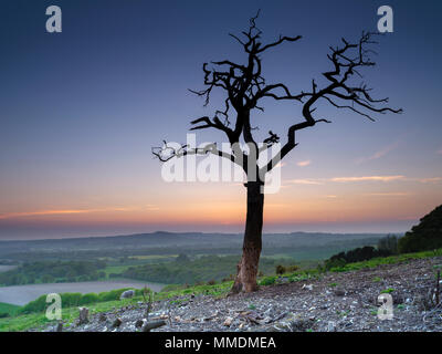 Toter Baum gegen Sonnenuntergang auf alten Winchester Hill, South Downs, Hampshire, UK Silhouette Stockfoto