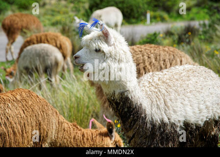 Lamas in der Region Arequipa Stockfoto