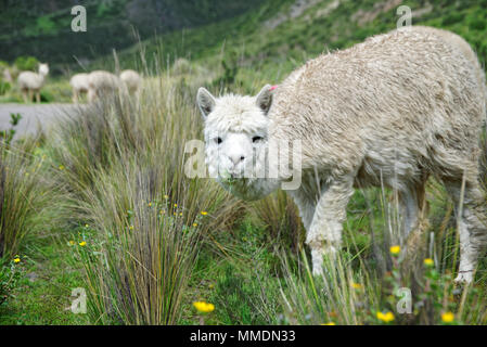 Lamas in der Region Arequipa Stockfoto