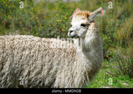 Lamas in der Region Arequipa Stockfoto