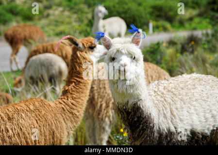 Lamas in der Region Arequipa Stockfoto