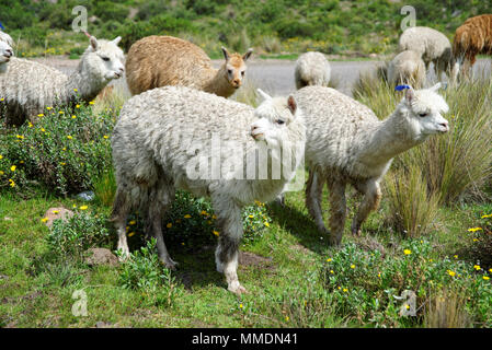 Lamas in der Region Arequipa Stockfoto