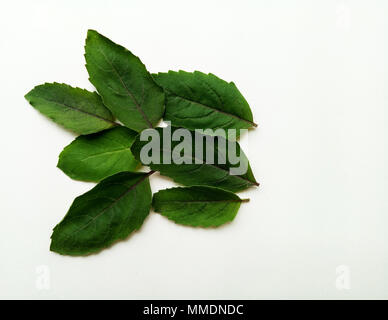 Basil Leaf Stockfoto