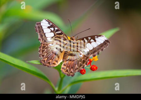 Eine schöne Nahaufnahme von einem Schmetterling auf einer Blume Stockfoto