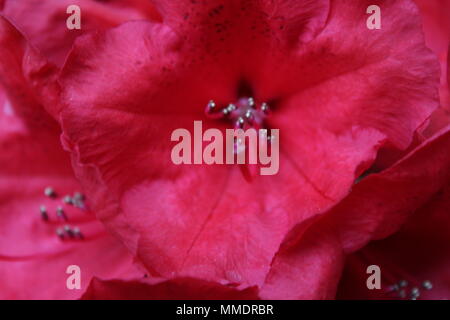 Rote Buchse Rhododendron blüht endlich nach zehn Jahren Stockfoto