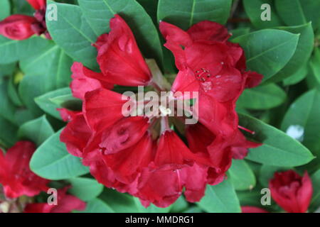 Rote Buchse Rhododendron blüht endlich nach zehn Jahren Stockfoto