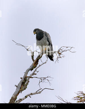 Schwarz chested Bussard Adler, Geranoaetus melanoleucus Stockfoto