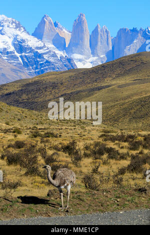 Darwins Rhea Rhea pennata und Torres del Paine, Patagonien Stockfoto