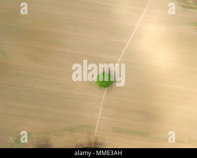 400 ft Antenne noch Bild über West Sussex Ackerland mit einem einzigen großen Eiche und ein öffentlicher Weg. Stockfoto