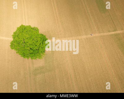 Einzelne große Eiche Baum in einer Farm Getreidefeld mit einem öffentlichen Fußweg. Bild auf 200 ft von drohne getroffen. Stockfoto