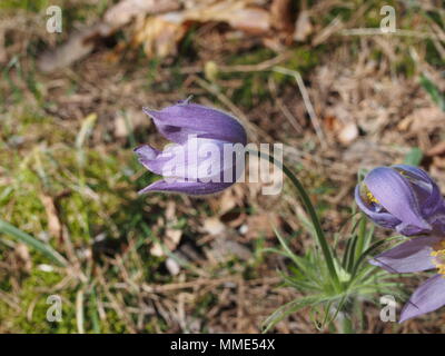 Im Wald Blüten der Rock - Lily. Die erste Feder Wald Blume. Close Up. Stockfoto