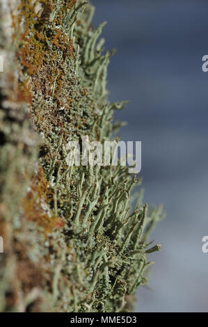 Makrofotografie von Moosen und Flechten auf Baumstumpf im Nadelwald. Stockfoto