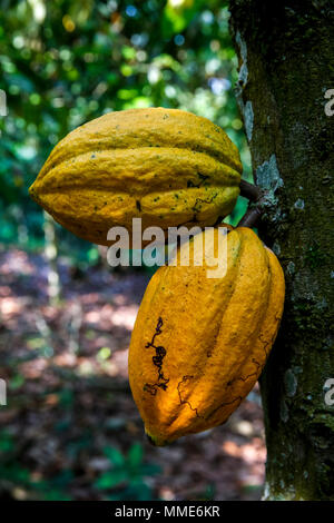 Côte d'Ivoire. Kakaofrüchte am Baum. Stockfoto