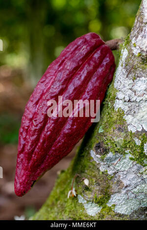 Côte d'Ivoire. Neue kakaofrucht am Baum. Stockfoto