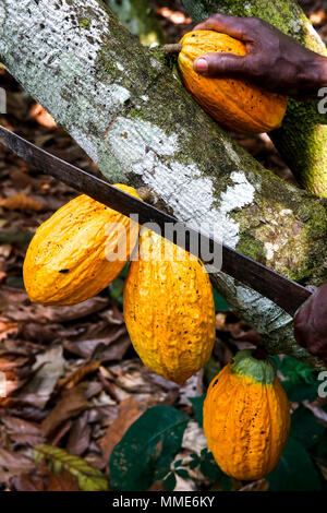 Côte d'Ivoire. Bauer Ernte Kakao in seiner Plantage. Stockfoto