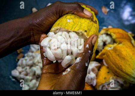 Côte d'Ivoire. Bauer oben brechen Kakaofrüchte geerntet. Stockfoto