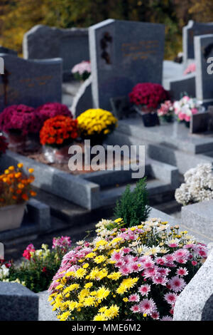 Friedhof zu Allerheiligen. Chrysantheme auf dem Grab. Saint Gervais. Frankreich. Stockfoto