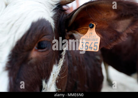 Die Landwirtschaft fair (Comice Agricole) von Saint-Gervais-les-Bains. Stockfoto