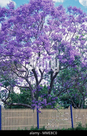 Jacaranda Tree (Jacaranda mimosifolia) Stockfoto