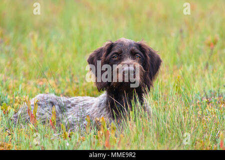 Jagdhund german wirehaired Pointer im Gras Stockfoto