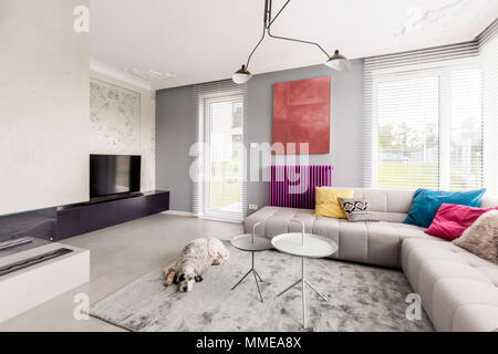 Hund schlafen in modernen Wohnzimmer mit großen Fenstern, Ecke beige Couch mit bunten Kissen und abstrakte Malerei Stockfoto