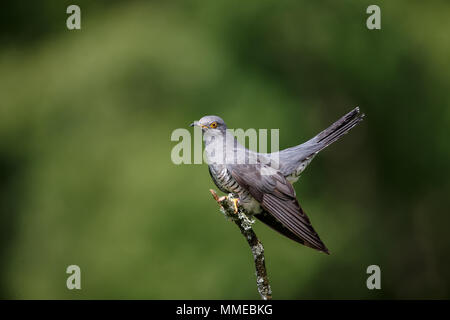 Eine eurasische oder gemeinsamen Kuckuck Stockfoto