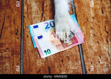 Der Hund die Pfote liegen auf dem Euro-Banknoten. Stockfoto