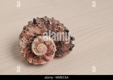 Seashell closeup auf weißen Holz- Hintergrund Stockfoto