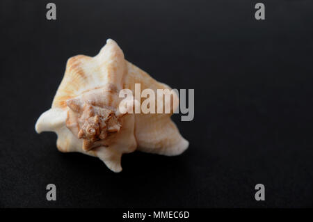 Seashell auf schwarzem Hintergrund mit Kopie Raum Stockfoto