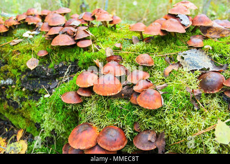 Falsche Herbst Pilze auf einem alten, mit Moos bewachsene anmelden Stockfoto