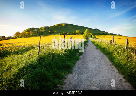 Rapsfelder bei Cley Hill, Warminster, Wiltshire Stockfoto