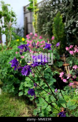 Purple Akelei Blumen in einem Garten Stockfoto