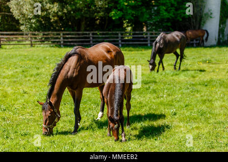 Thoroughbred Zuchtstuten mit Fohlen grasen auf einer Weide an der Palmerstown House Estate, County Kildare, Irland. Stockfoto