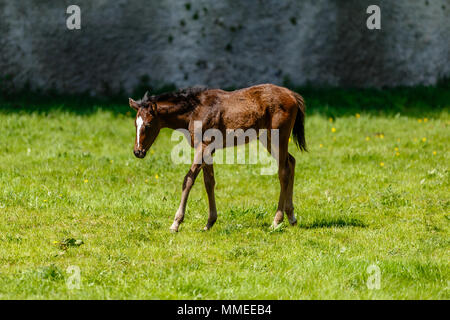 Vollblut Fohlen grasen auf einer Weide an der Palmerstown House Estate, County Kildare, Irland. Stockfoto