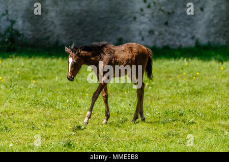 Vollblut Fohlen grasen auf einer Weide an der Palmerstown House Estate, County Kildare, Irland. Stockfoto