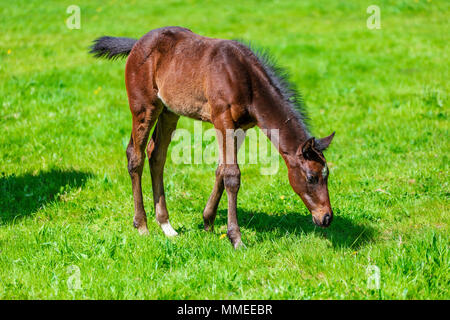Vollblut Fohlen grasen auf einer Weide an der Palmerstown House Estate, County Kildare, Irland. Stockfoto