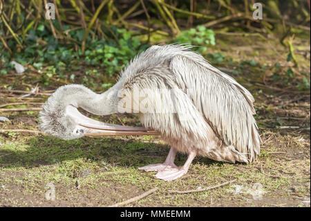 Junge Pelikan seine Federn putzen mit seiner Rechnung Stockfoto